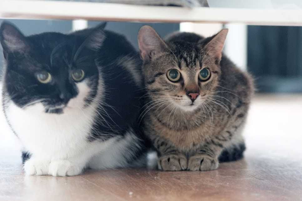 Lucynka szuka ciepłego domu po trudnym starcie – podaruj jej miłość