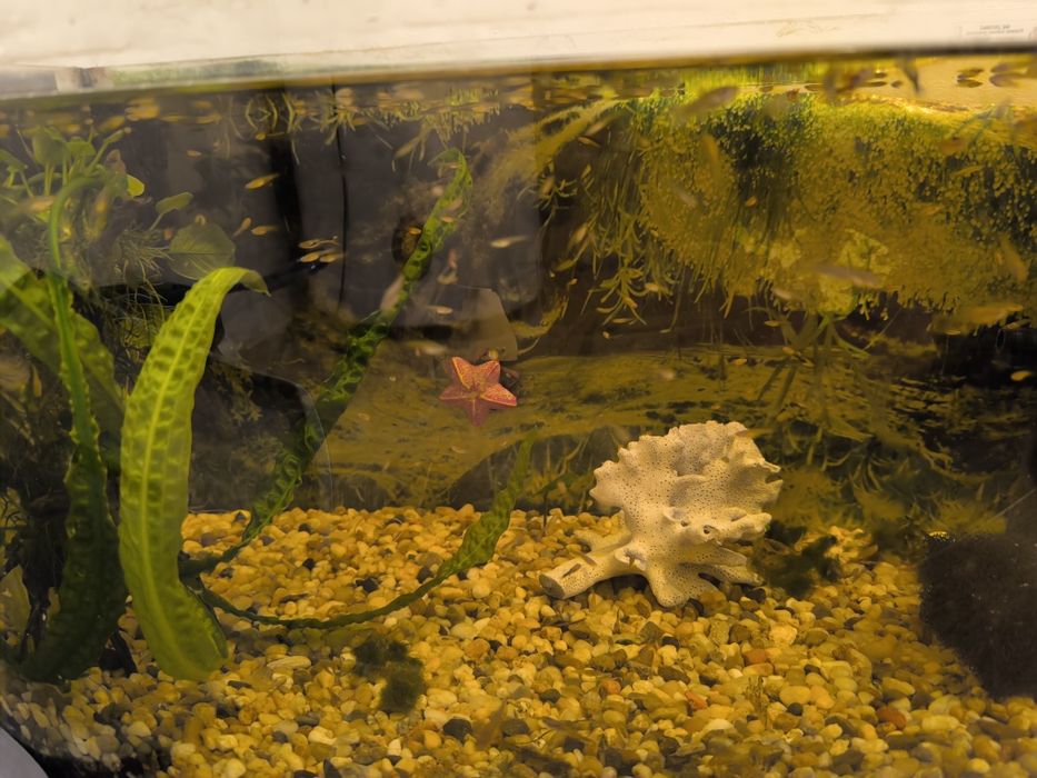 Sprzedam Narybek  Gupika