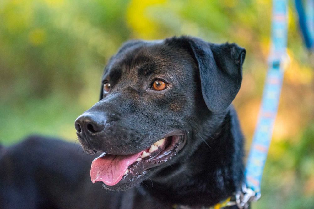 NORRON - aktywny i przyjacielski czarnulek w typie labradora