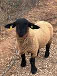 Borrego suffolk certeficado