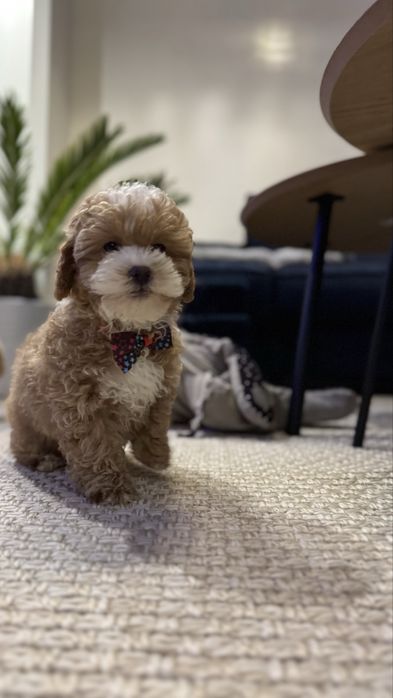 Maltipoo piesek Leonardo po rodzicach FCI