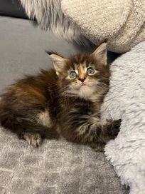 Kot Maine coon kotka