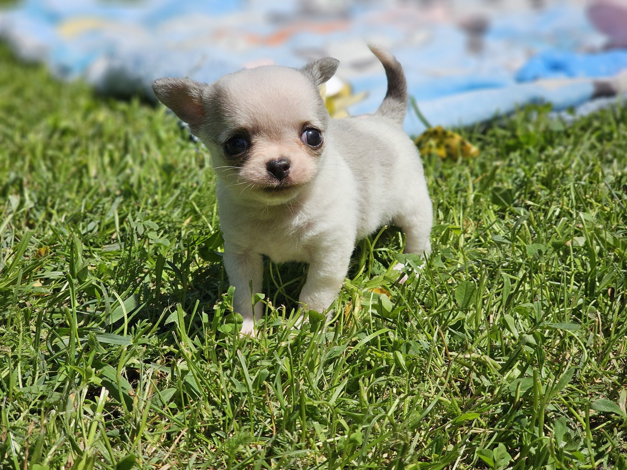 Chihuahua piesek bialy krótkowłosy