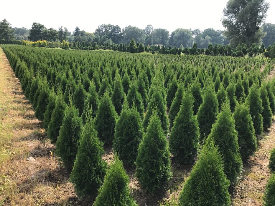 Tuja Thuja Żywotnik „Szmaragd” ok. 260-270 cm Szkółka WROCŁAW