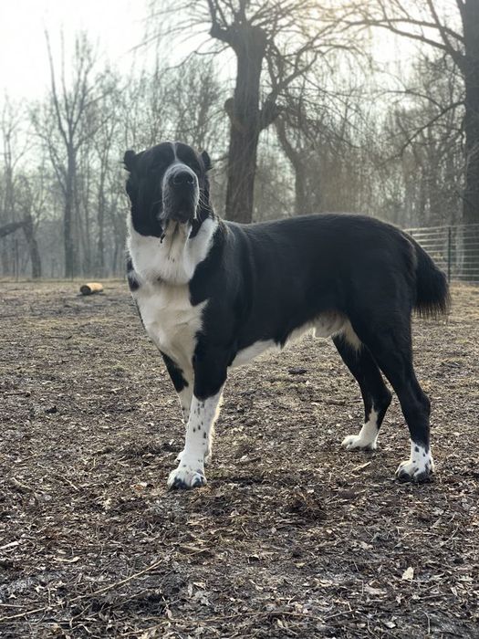 В'язка САВ алабай