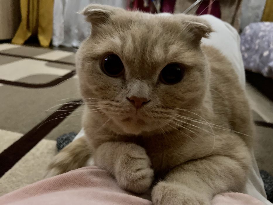 БЕЗКОШТОВНО віддам котика в добрі руки, Скотіш Фолд 5 років