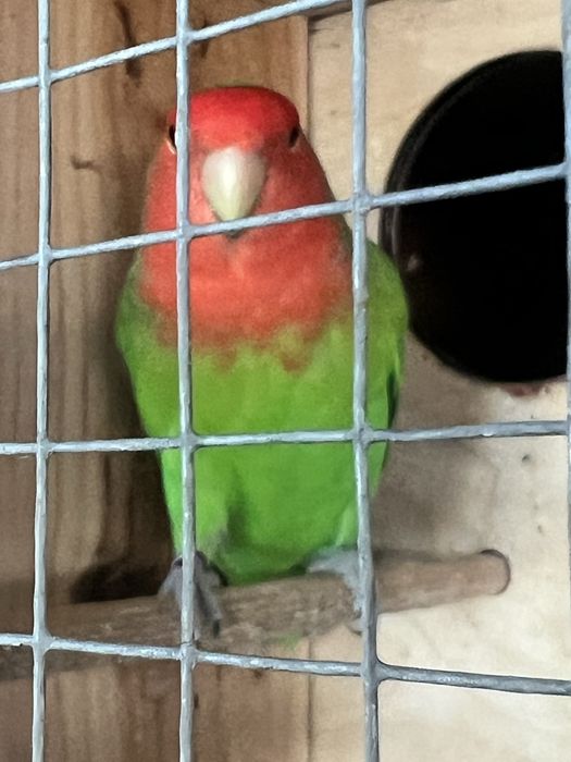 Agapornis  Longfeather