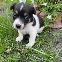 Suczka JRT Jack Russell Terrier