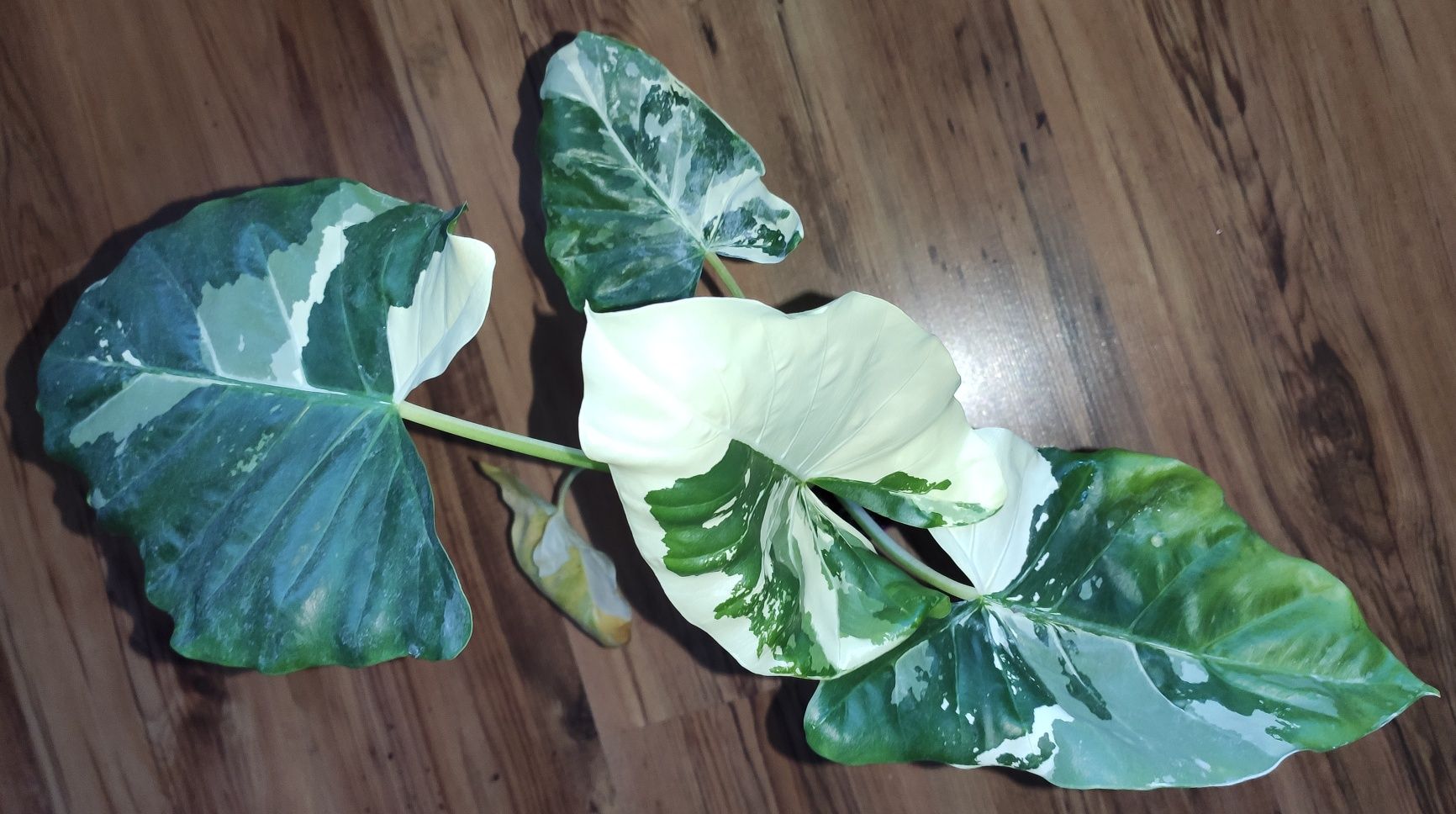 Alocasia, scindapsus, philodendron, syngonium