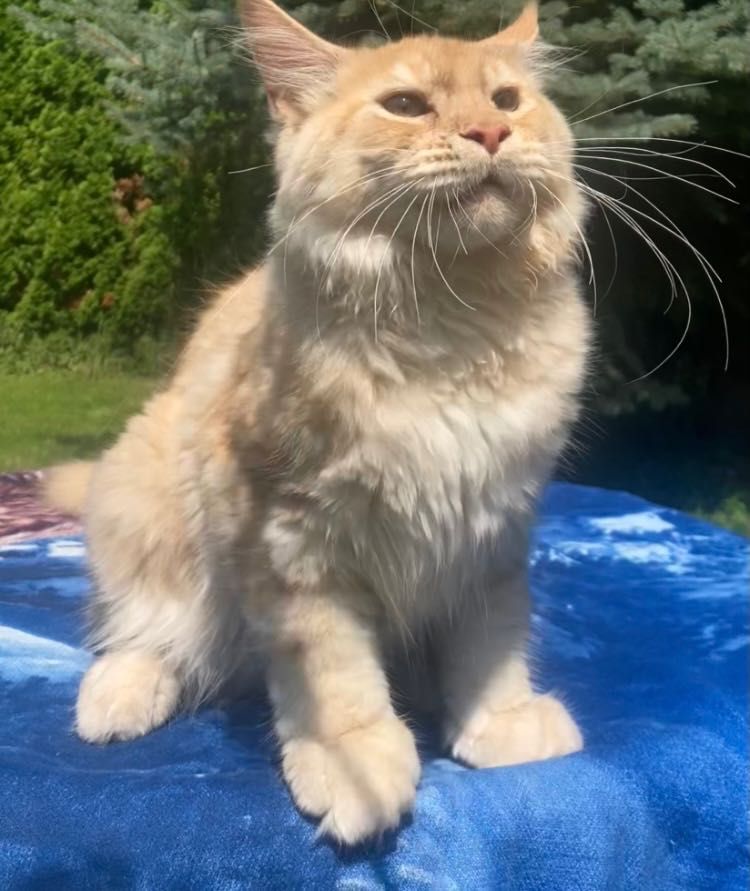 Maine Coon po importach ! Piękny kocurek !