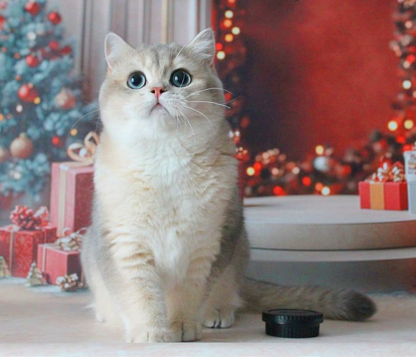 Неймовірно красивий британський хлопчик