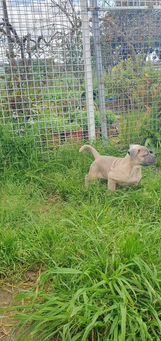 CANE  femea Corso Italiano