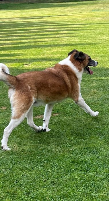 Piękny Rex do adopcji