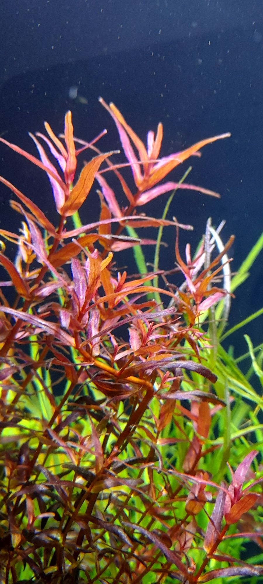 Rotala macranda narrow leaf roślina akwariowa