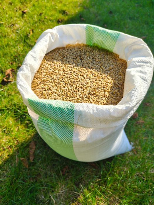 Jęczmień 20 kg – Pasza Naturalna dla Koni, Drobiu, Królików  Paszoland