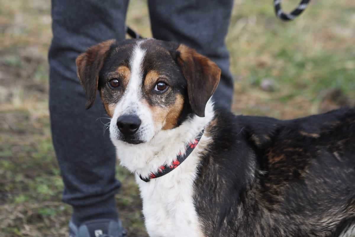 przyjazny, wesoły psiak czeka na dom