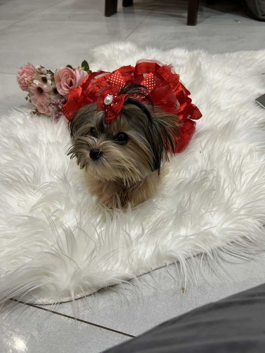 Biewer yorkshire terrier miniaturka suczka 1.50 kg paszport Majeczka