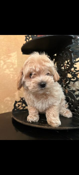 Девочки и мальчики мальтипу