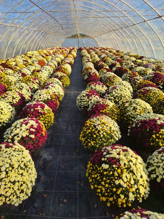 Chryzantemy na sprzedaż!