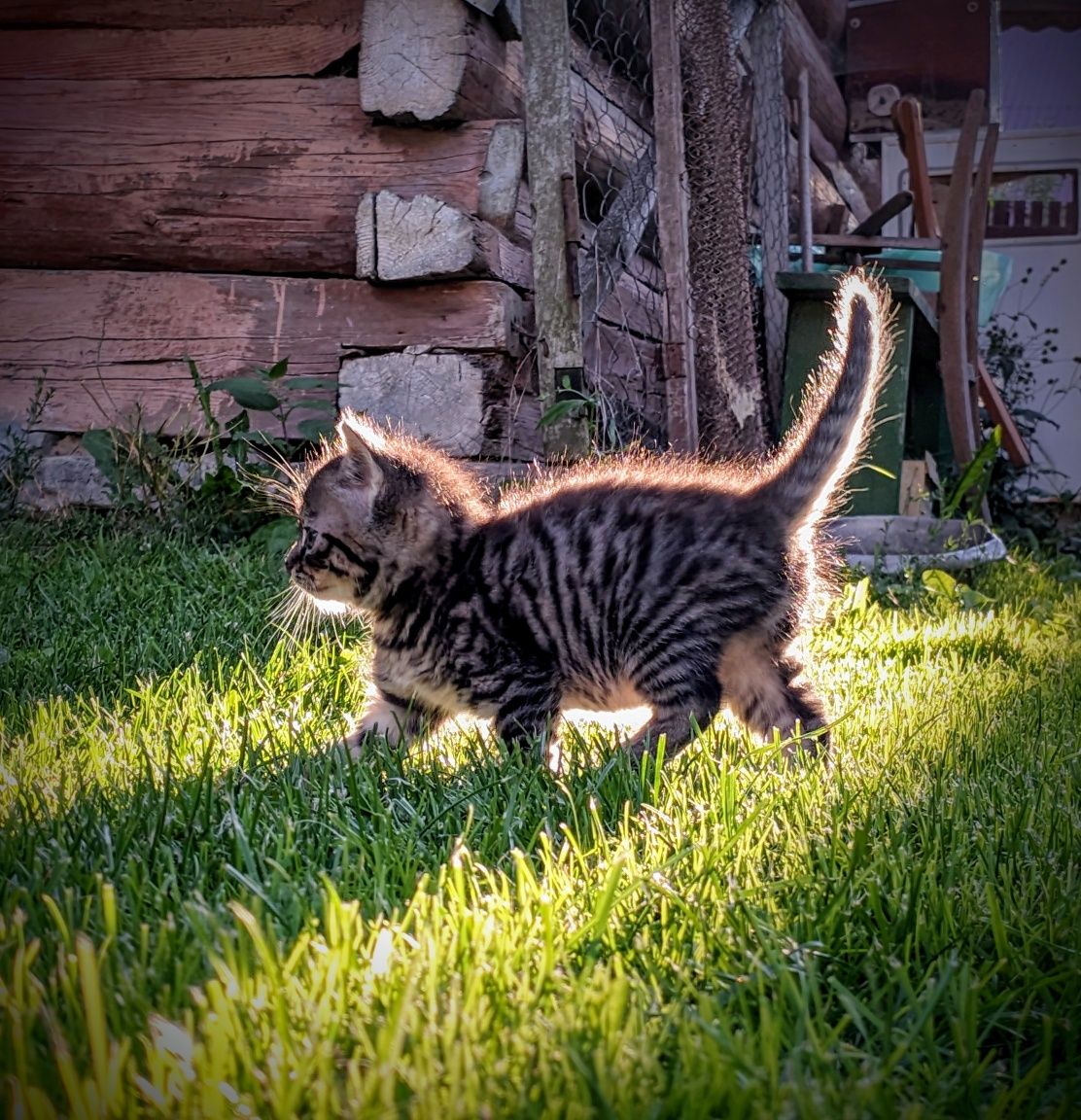 Віддам кошеня хлопчик