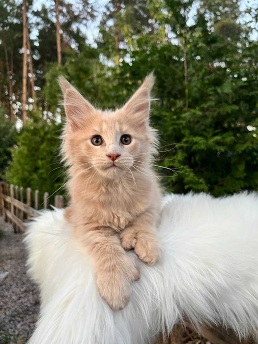 Супер кошеня, лагідний хлопчик з полілапками, мейн кун 3 місяця