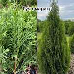Саджанці туї смарагд – зелений акцент для вашого саду!