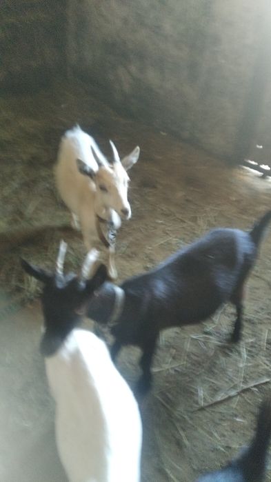 Козочек разного возраста