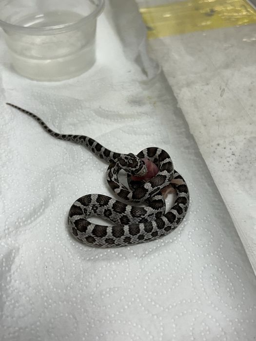 Wąż Zbożowy Anery samiec WZ40