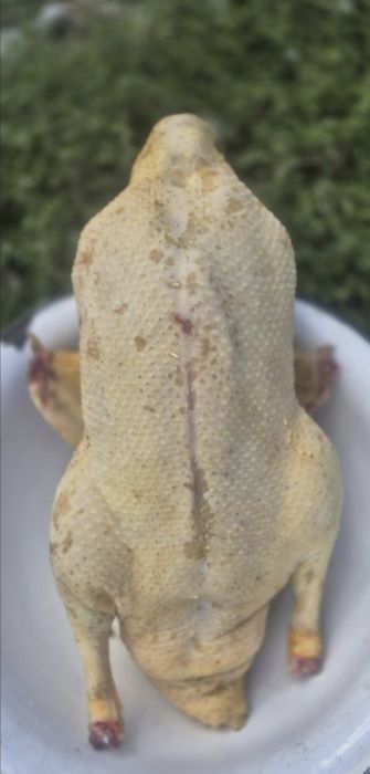 Tuszka kaczki swojskiej