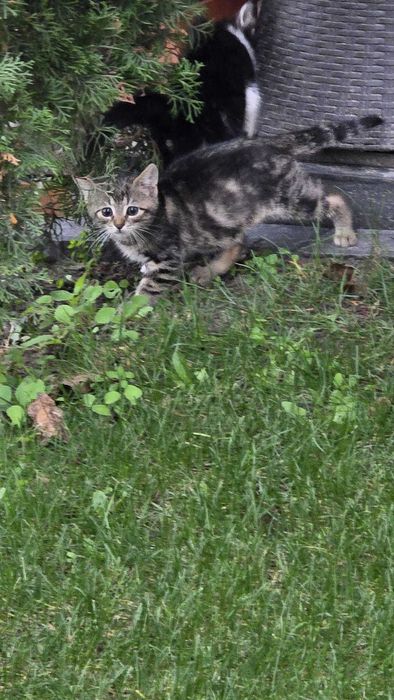 Zoltan kot kocurek adopcja schronisko