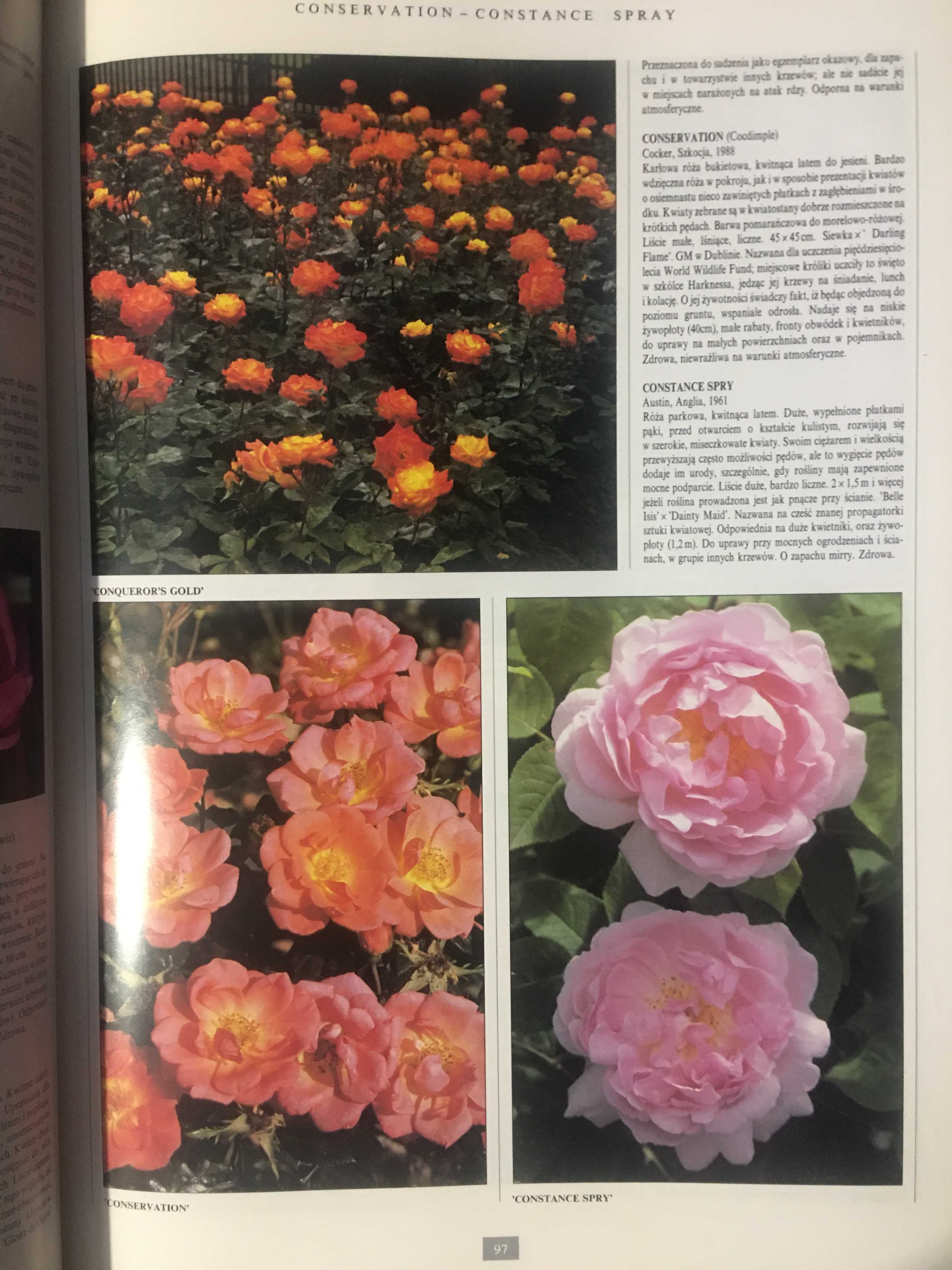 Róże Encyklopedia fotograficzna Róże