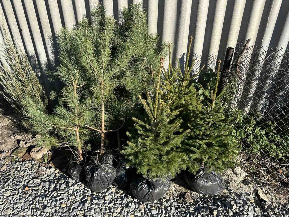 Саджанці хвойних. Сосна кримська. Сосна