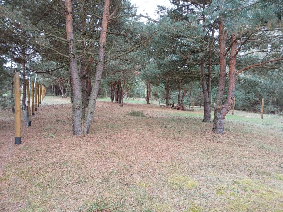 Sprzedam działkę leśną