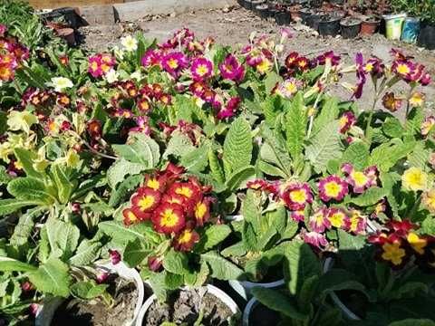 Prymula, orlik, barwinek, kapusta rojnik żagwin sadzonki 2 zł/szt