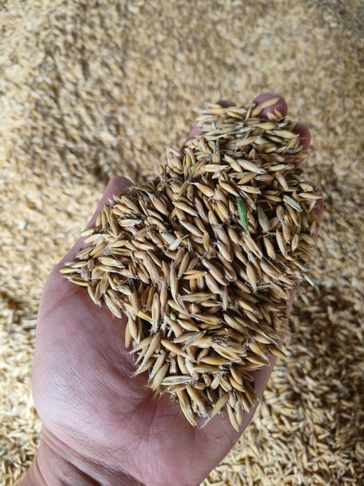 Sprzedam Owies z tegorocznego zbioru