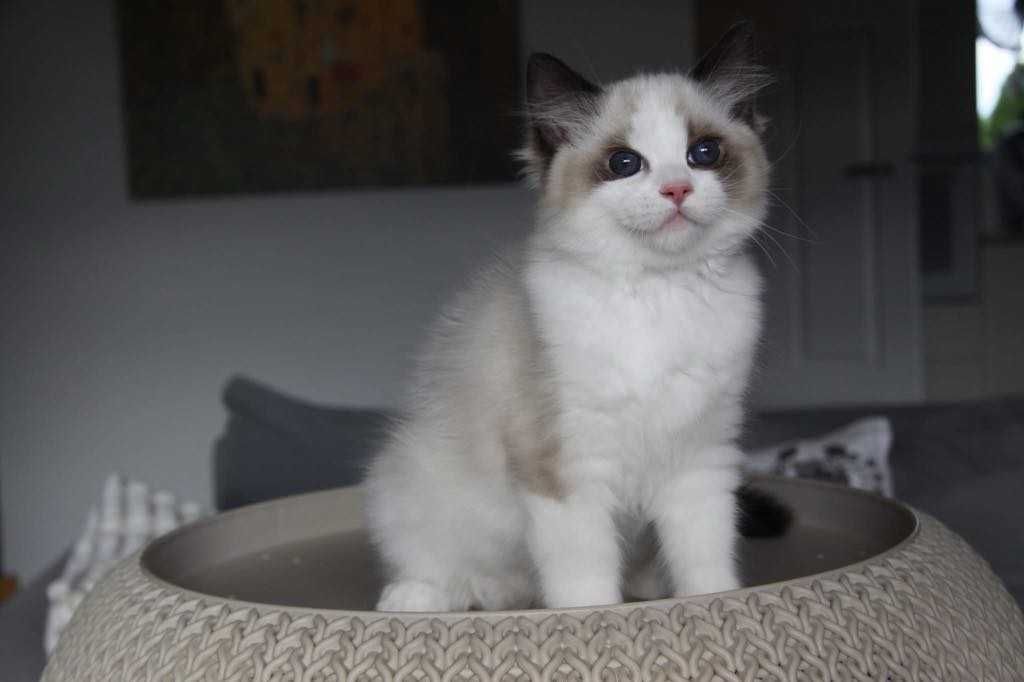 Kocurek Colin z hodowli Castillo Cat