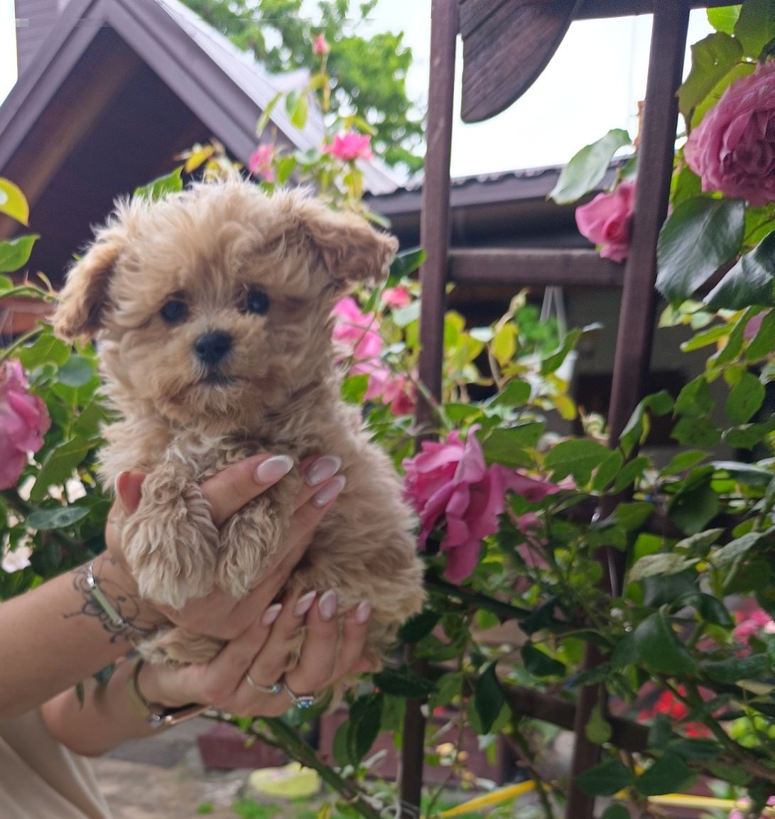 Szczeniak Maltipoo