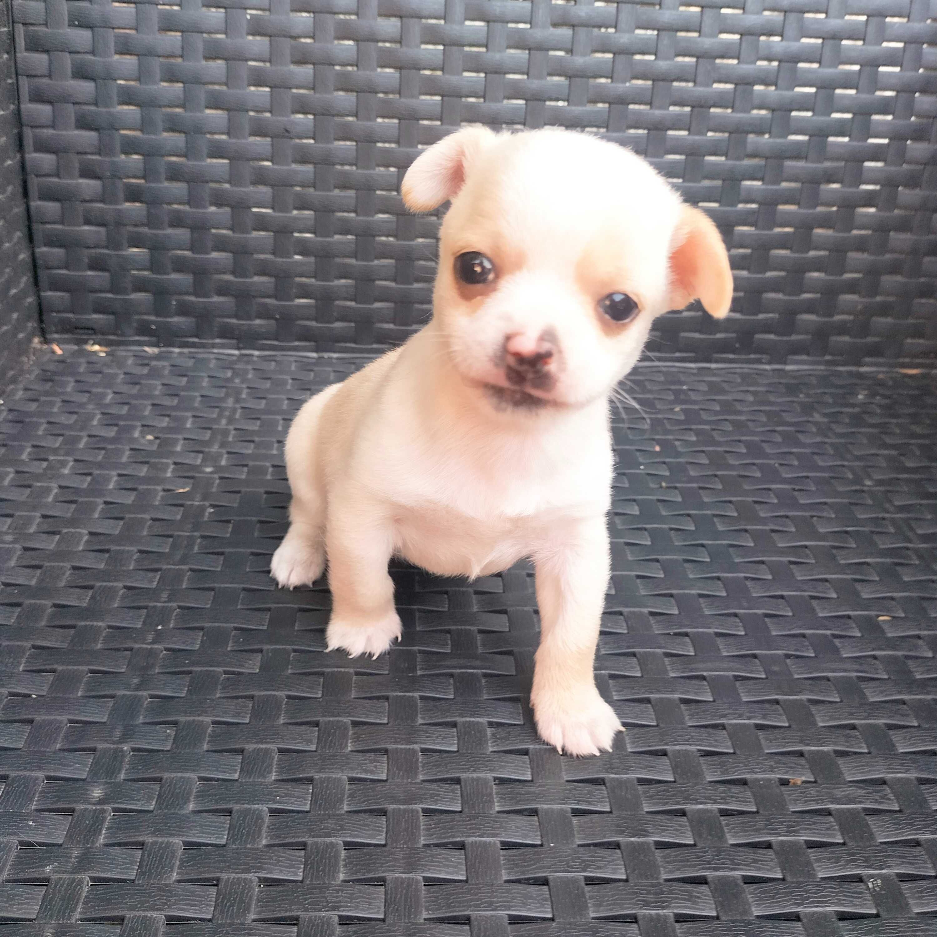 Chihuahua mini macho