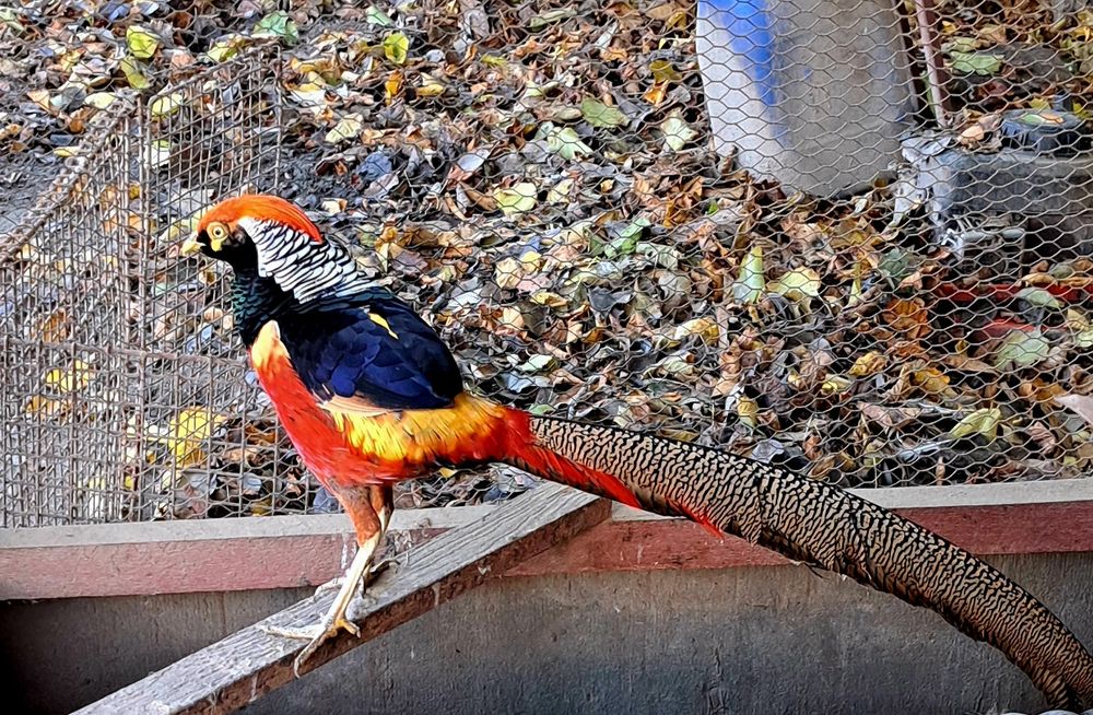 Bażanty złote , (samiec)