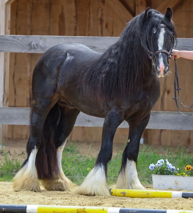 Stanówka Irish Cob / Tinker Ponpon ze Sedmi Dvoru