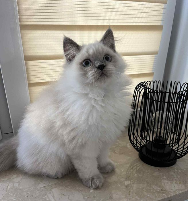 Kotki brytyjskie koty kociaki kocięta brytyjskie brytyjczyki