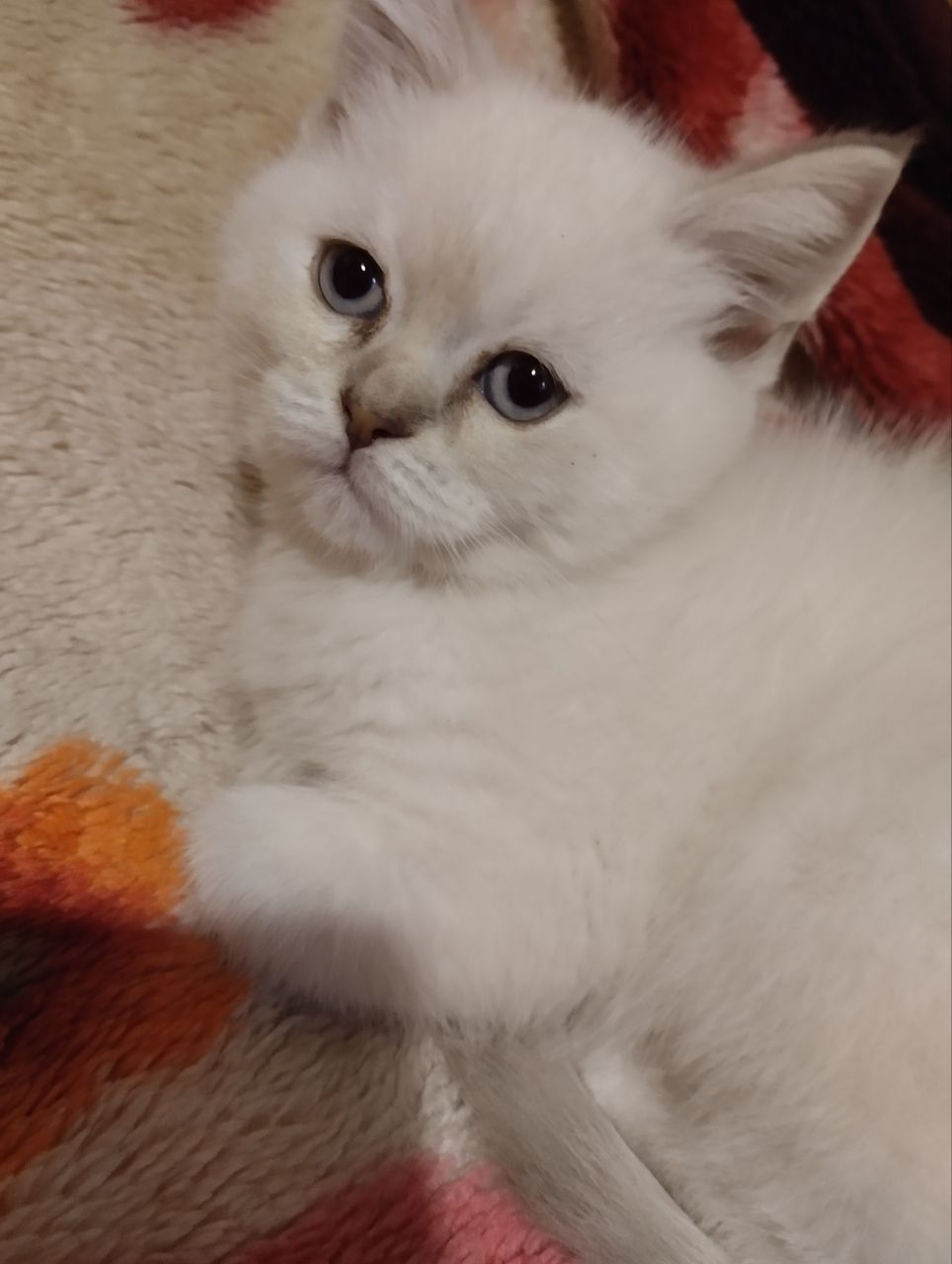 Шотландские котята 2 месяца