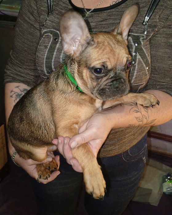 Французькі бульдожки