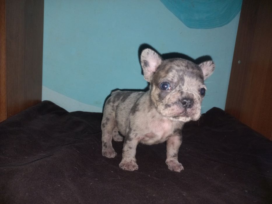 Голубоглазый мальчик.