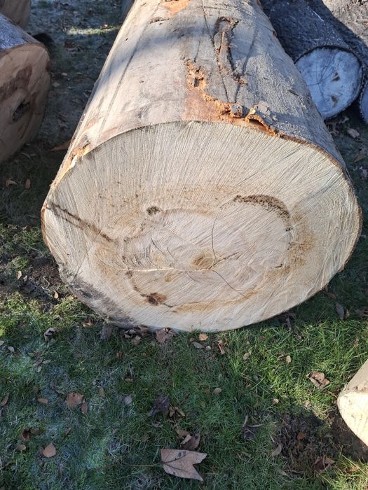 Kłoda bukowa dł 250