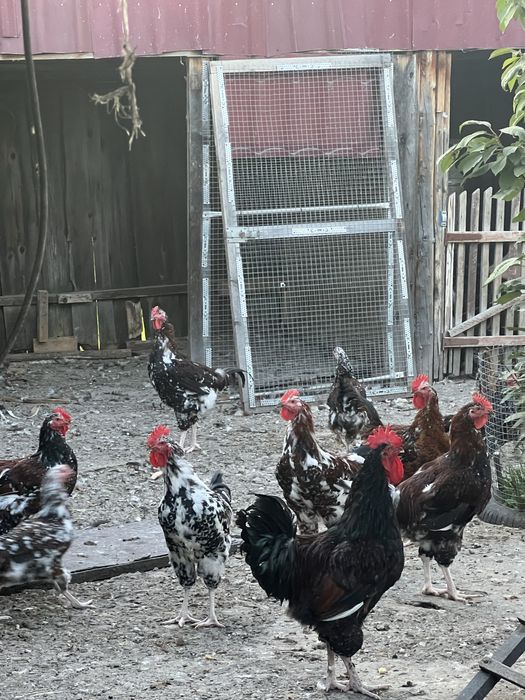 Молоді півні та річні курочки лівенська ситцева