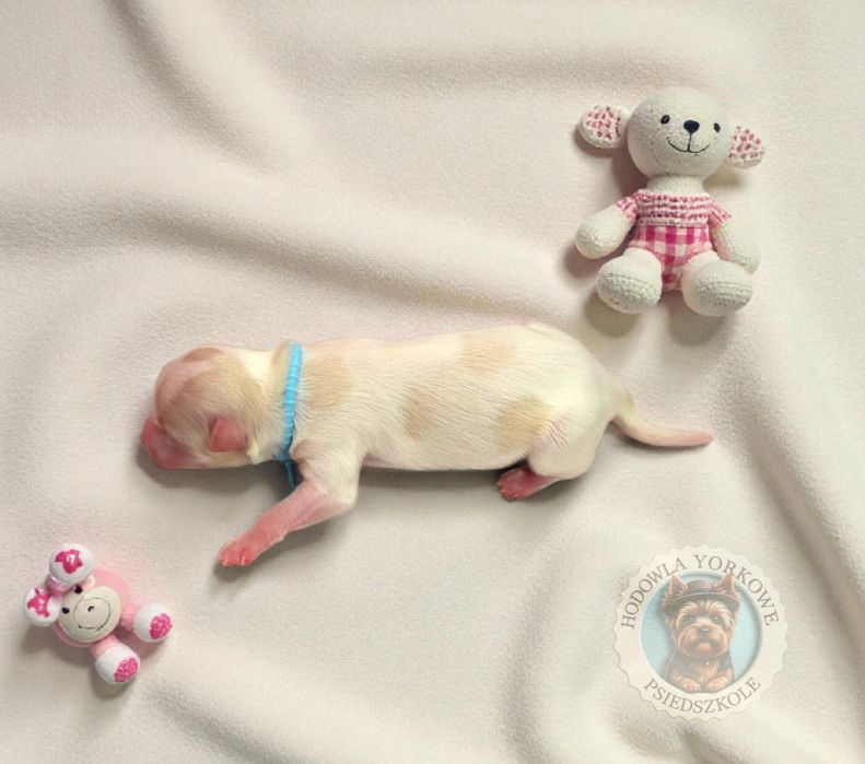 Uroczy piesek Yorkshire Terrier Golddust