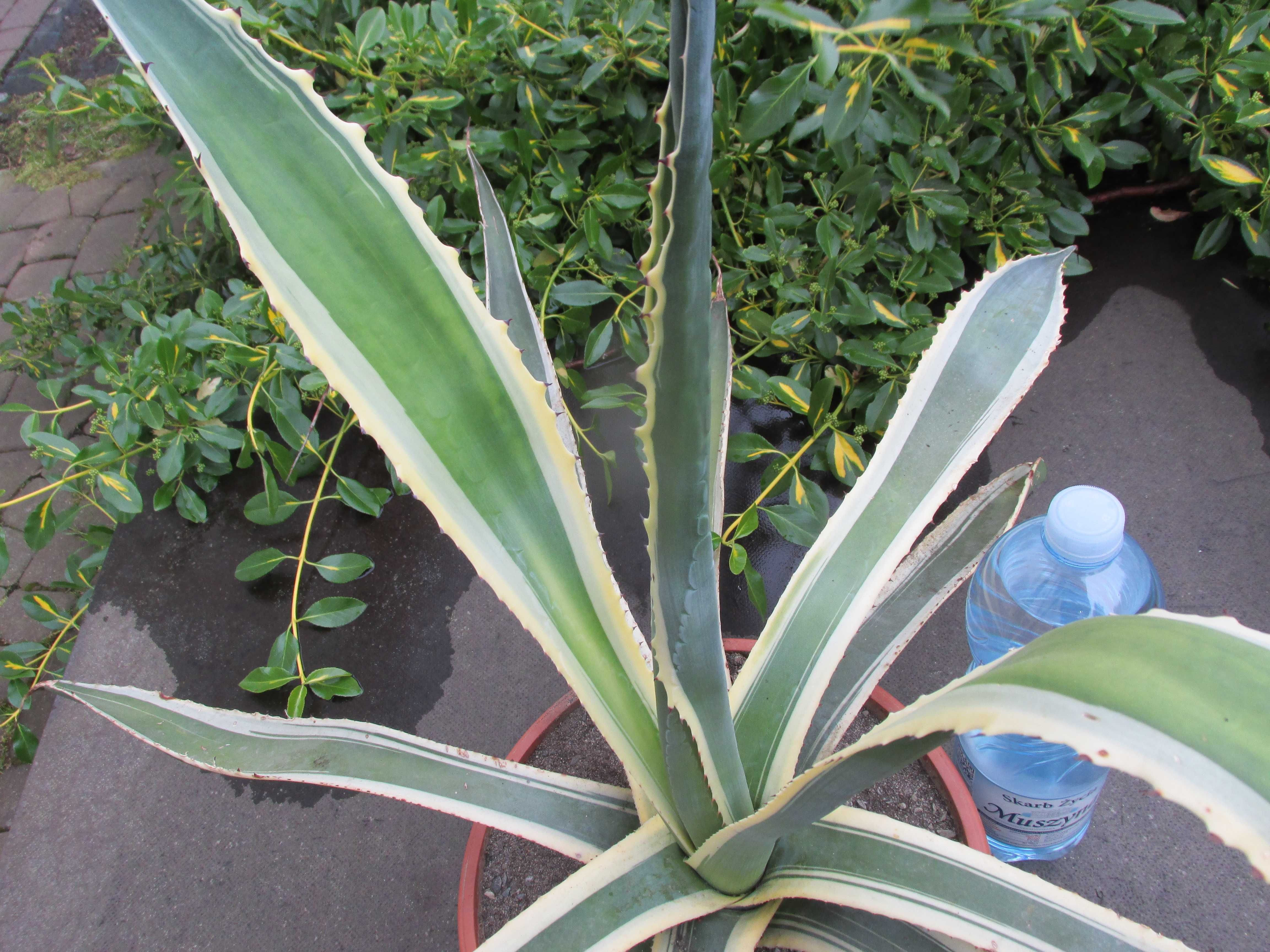 Kilkunastoletnia dwukolorowa agawa - Agave americana variegata