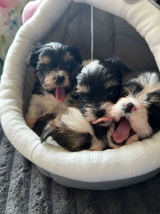 York shire Terrier