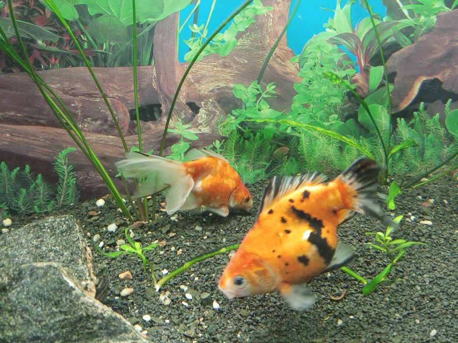 Welony rybki akwariowe
